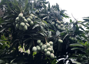 Cây Xanh Sài Gòn Tân Tiến